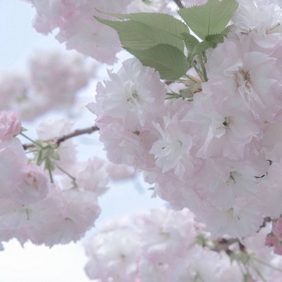 Furry兽设临摹素材兽圈群